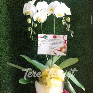 bunga meja anggrek bulan 2 batang