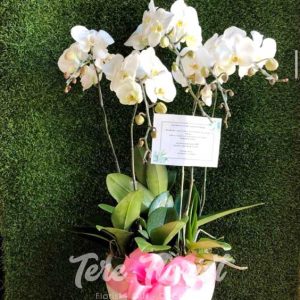 bunga meja anggrek bulan 4 batang