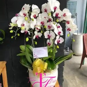 Bunga Meja Anggrek Bulan Putih Ungu