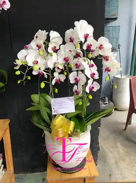Bunga Meja Anggrek Bulan Putih Ungu
