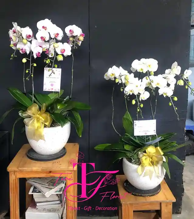 Bunga Meja Anggrek Bulan Putih Ungu dan Putih